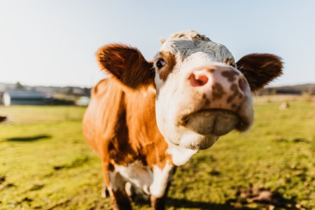 Close-up of curios cow at dairy farm against sky