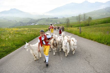 Weissbad, Canton of Appenzell Innerrhoden, Switzerland-May 29st 2021:
A boy a girl and six farmer in traditional Swiss costumes , bring the goats and cows in a traditional procession called 'Alpaufzug' to the pastures. 
The farmers run early in the morning before the sun rises direction alp. they run several hours until they are on the alp.
In the background you can see the famous mountain Hoher Kasten, in the fantastic popular Geological Alpstein.