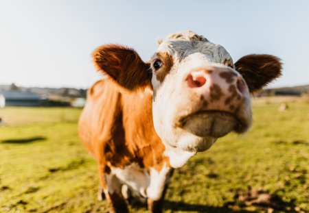 Close-up of curios cow at dairy farm against sky