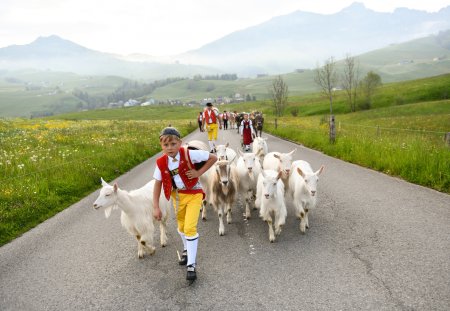 Weissbad, Canton of Appenzell Innerrhoden, Switzerland-May 29st 2021:
A boy a girl and six farmer in traditional Swiss costumes , bring the goats and cows in a traditional procession called 'Alpaufzug' to the pastures. 
The farmers run early in the morning before the sun rises direction alp. they run several hours until they are on the alp.
In the background you can see the famous mountain Hoher Kasten, in the fantastic popular Geological Alpstein.